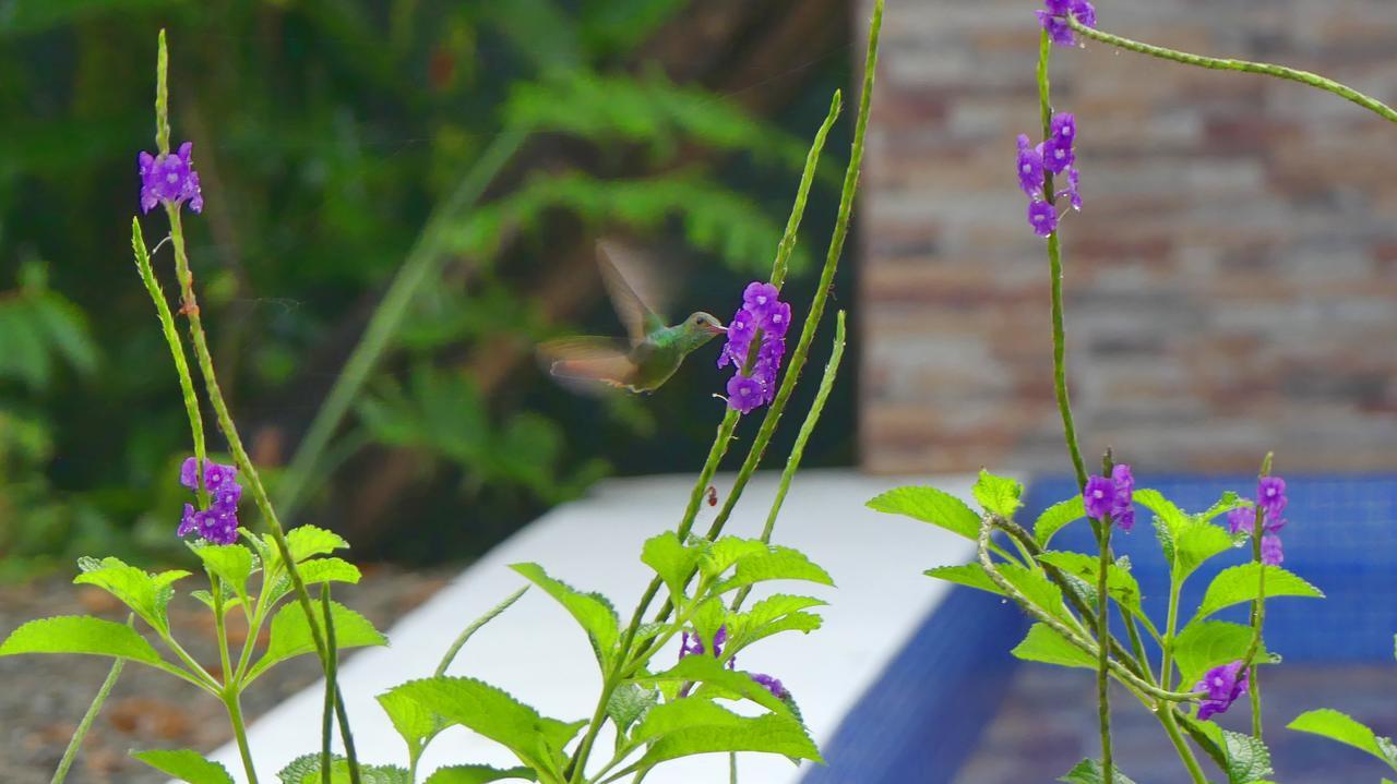 Jardin De Los Monos Matapalo  Bagian luar foto