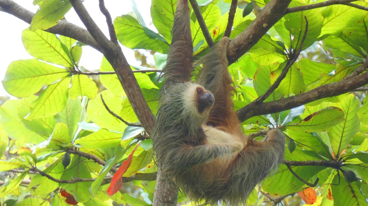 Jardin De Los Monos Matapalo  Bagian luar foto